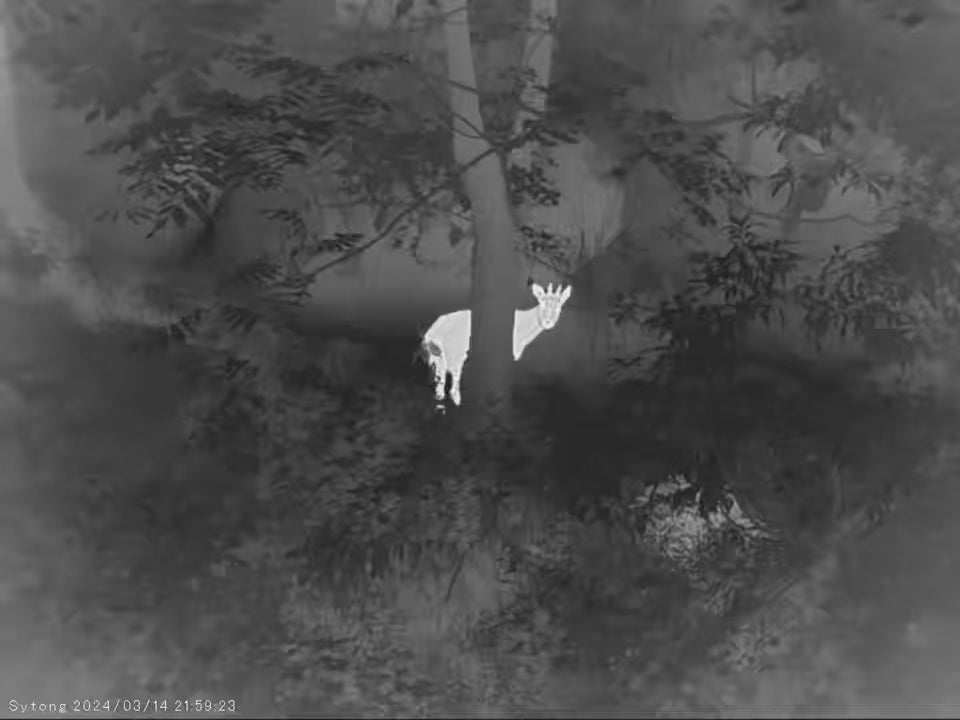 Sytong Thermal Imager Video Camera WiFi Live Stream IP66 Waterproof with Rangefinder 50Hz 8X Zoom 32GB 1024*768